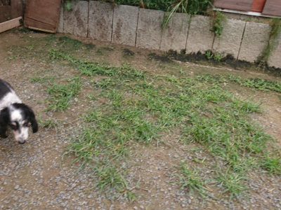 f:id:roukenhome-ann:20190705184552j:plain