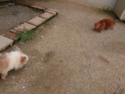 f:id:roukenhome-ann:20190705184558j:plain