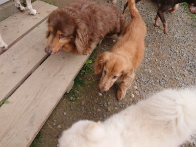 f:id:roukenhome-ann:20190705184614j:plain