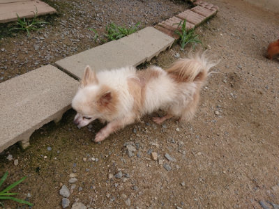 f:id:roukenhome-ann:20190705184635j:plain