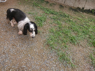 f:id:roukenhome-ann:20190705184652j:plain