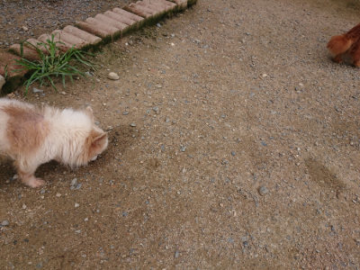 f:id:roukenhome-ann:20190705184706j:plain