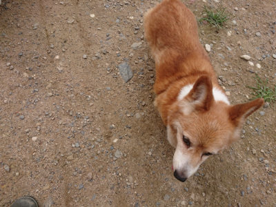 f:id:roukenhome-ann:20190705184713j:plain