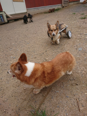 f:id:roukenhome-ann:20190705184718j:plain