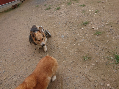 f:id:roukenhome-ann:20190705184738j:plain