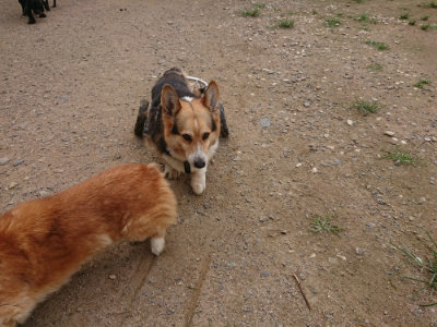 f:id:roukenhome-ann:20190705184745j:plain