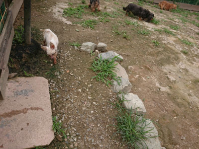 f:id:roukenhome-ann:20190705184751j:plain