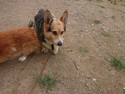 f:id:roukenhome-ann:20190705184801j:plain