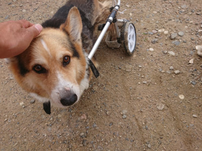 f:id:roukenhome-ann:20190705184827j:plain