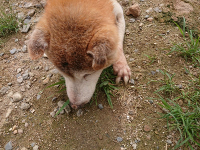 f:id:roukenhome-ann:20190705184940j:plain