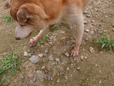 f:id:roukenhome-ann:20190705184944j:plain