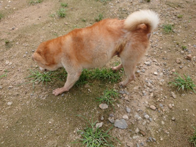 f:id:roukenhome-ann:20190705184952j:plain