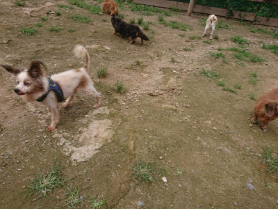 f:id:roukenhome-ann:20190705185002j:plain