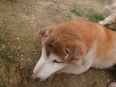 f:id:roukenhome-ann:20190705190740j:plain