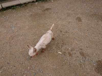f:id:roukenhome-ann:20190705190745j:plain