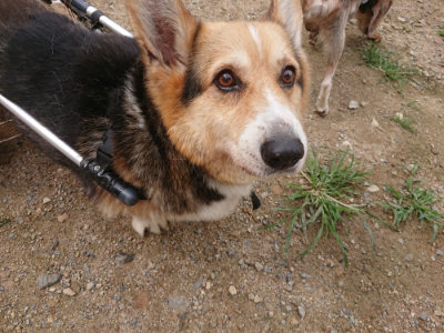 f:id:roukenhome-ann:20190705190930j:plain