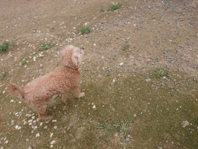 f:id:roukenhome-ann:20190705191035j:plain