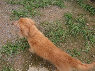 f:id:roukenhome-ann:20190705191120j:plain