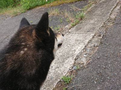 f:id:roukenhome-ann:20190705191401j:plain