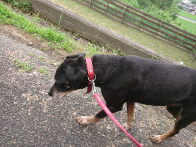 f:id:roukenhome-ann:20190705191500j:plain