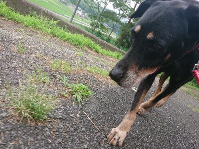 f:id:roukenhome-ann:20190705191505j:plain