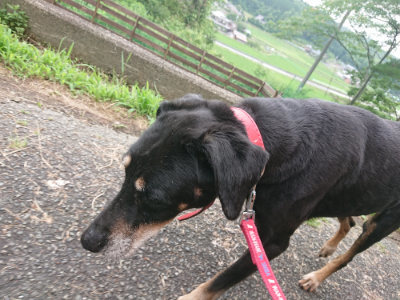 f:id:roukenhome-ann:20190705191511j:plain