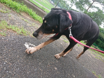 f:id:roukenhome-ann:20190705191517j:plain