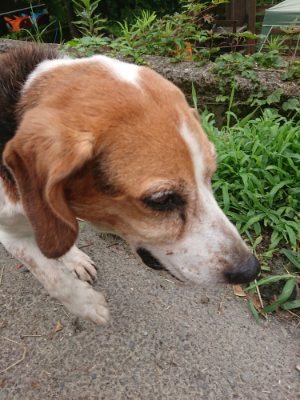 f:id:roukenhome-ann:20190705191528j:plain