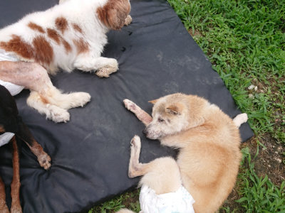 f:id:roukenhome-ann:20190705191534j:plain