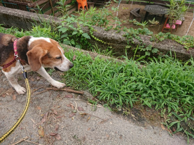 f:id:roukenhome-ann:20190705191547j:plain