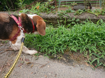f:id:roukenhome-ann:20190705191555j:plain
