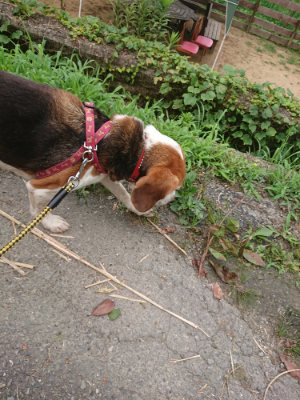 f:id:roukenhome-ann:20190705191604j:plain