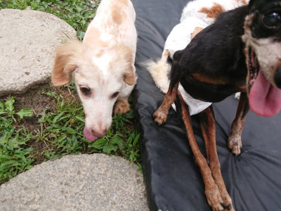 f:id:roukenhome-ann:20190705191611j:plain