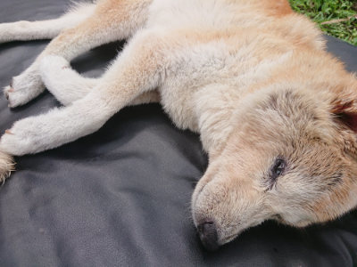 f:id:roukenhome-ann:20190705191617j:plain