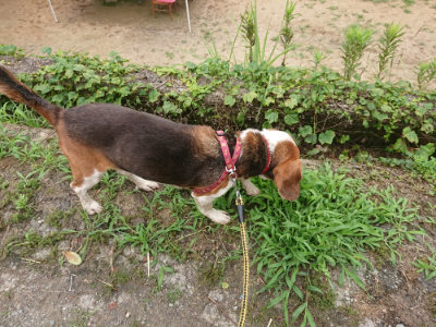 f:id:roukenhome-ann:20190705191625j:plain