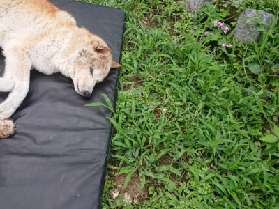 f:id:roukenhome-ann:20190705191642j:plain