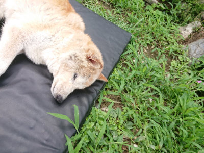 f:id:roukenhome-ann:20190705191648j:plain
