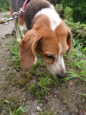 f:id:roukenhome-ann:20190705191702j:plain