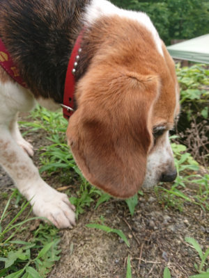 f:id:roukenhome-ann:20190705191708j:plain