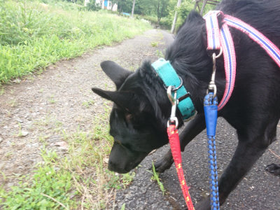 f:id:roukenhome-ann:20190705191721j:plain