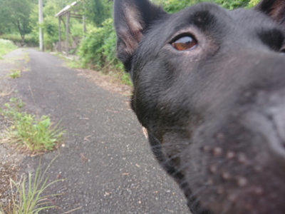 f:id:roukenhome-ann:20190705191728j:plain