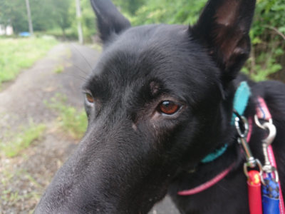 f:id:roukenhome-ann:20190705191733j:plain