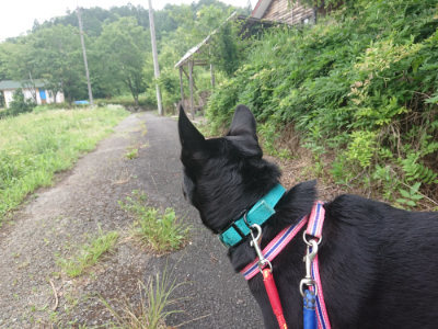 f:id:roukenhome-ann:20190705191739j:plain
