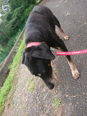 f:id:roukenhome-ann:20190705191746j:plain