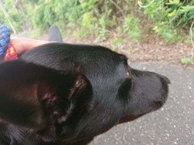 f:id:roukenhome-ann:20190705191805j:plain