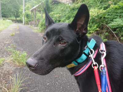 f:id:roukenhome-ann:20190705191812j:plain