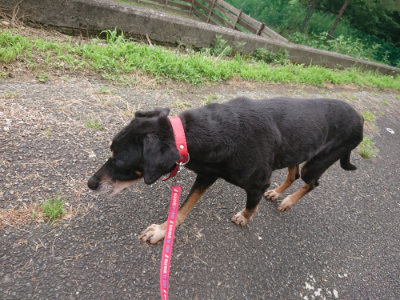 f:id:roukenhome-ann:20190705191839j:plain