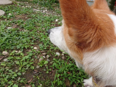 f:id:roukenhome-ann:20190705191909j:plain