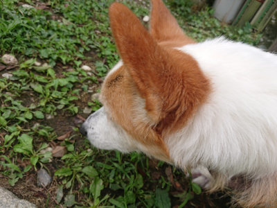 f:id:roukenhome-ann:20190705191916j:plain