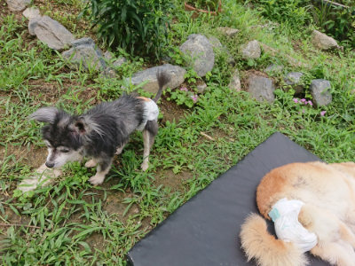 f:id:roukenhome-ann:20190705191923j:plain
